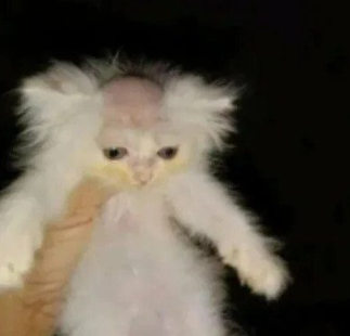 『Lupo』 tweet media