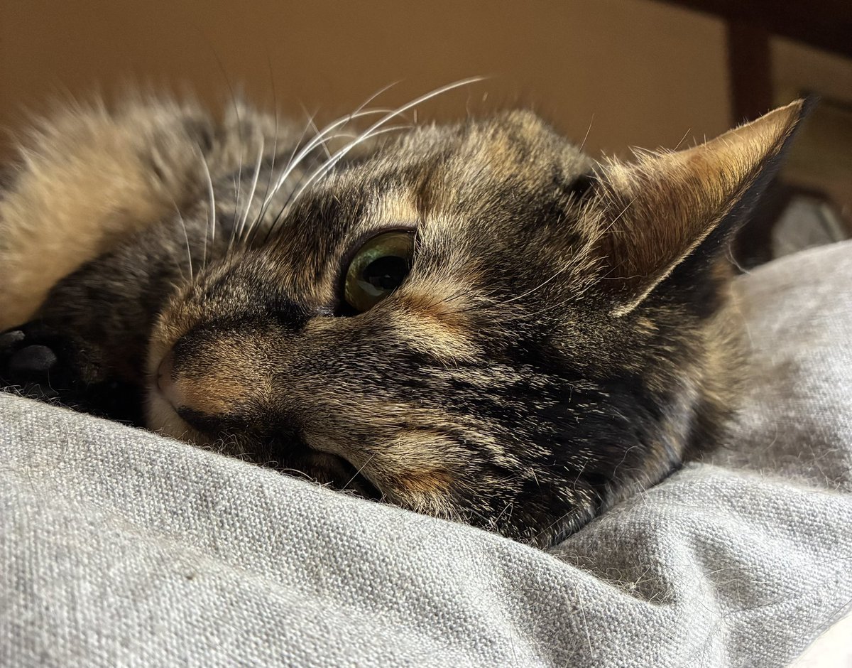 あおや tweet media