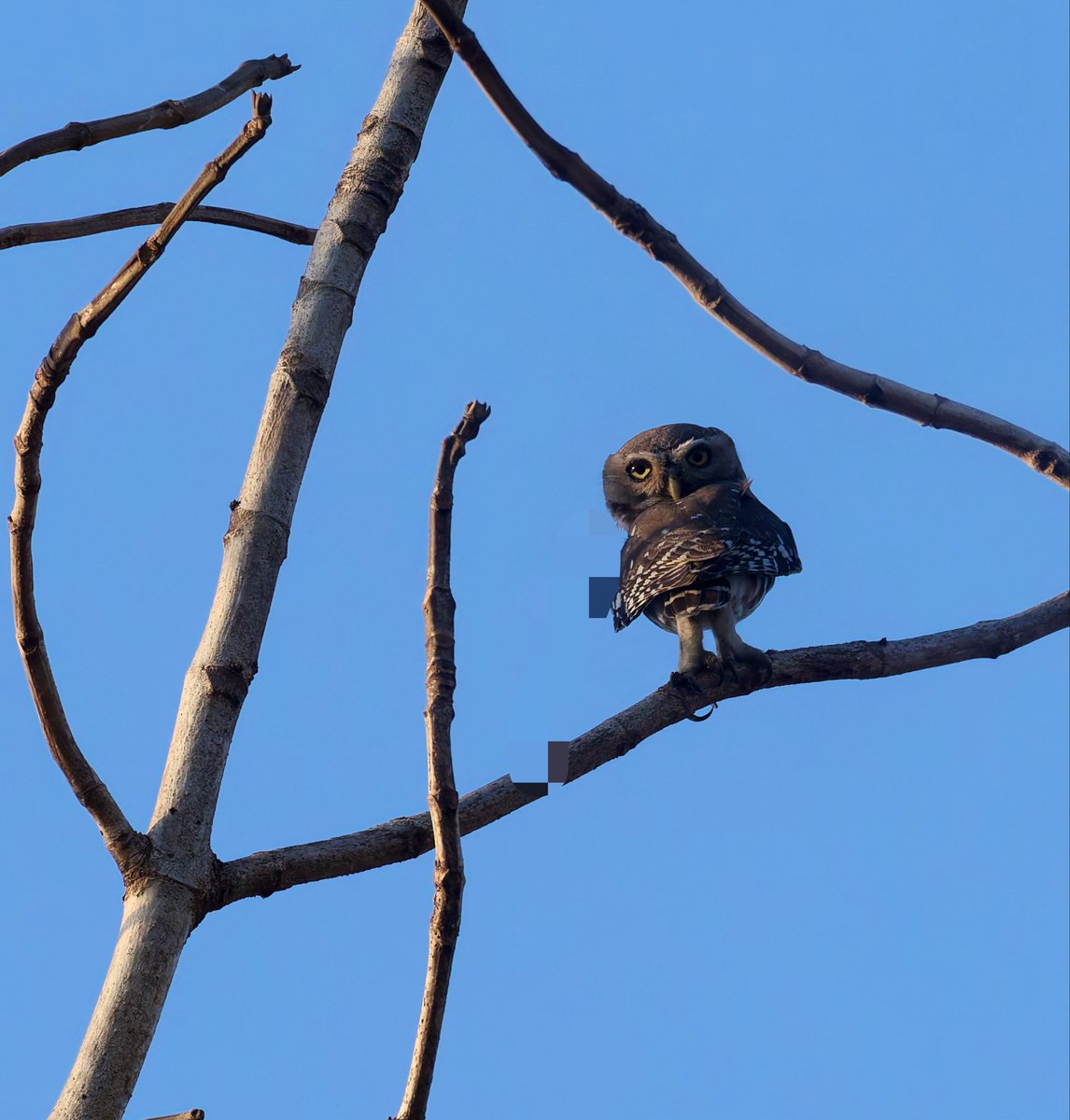 wordsforbirds's tweet photo. Meet the Forest Owlet. Its species holds the record for longest Lost &amp; Found case known to humankind that ran for 113 years. Read the Substack below for the fi story 

#Indiaves #BirdsofGujarat

https://t.co/yODmDQQnly https://t.co/r70y2krZGK