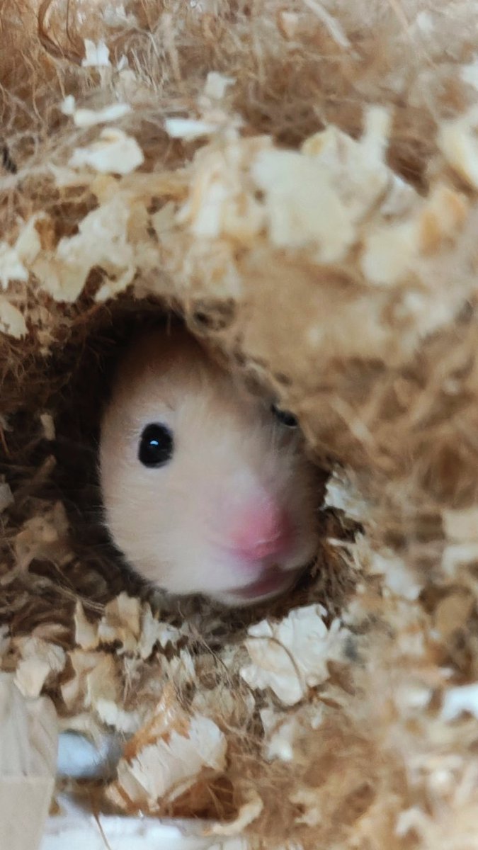 raiden_2525's tweet photo. おやつの気配を察知しているハムちゃん https://t.co/6TNFyGHB9v