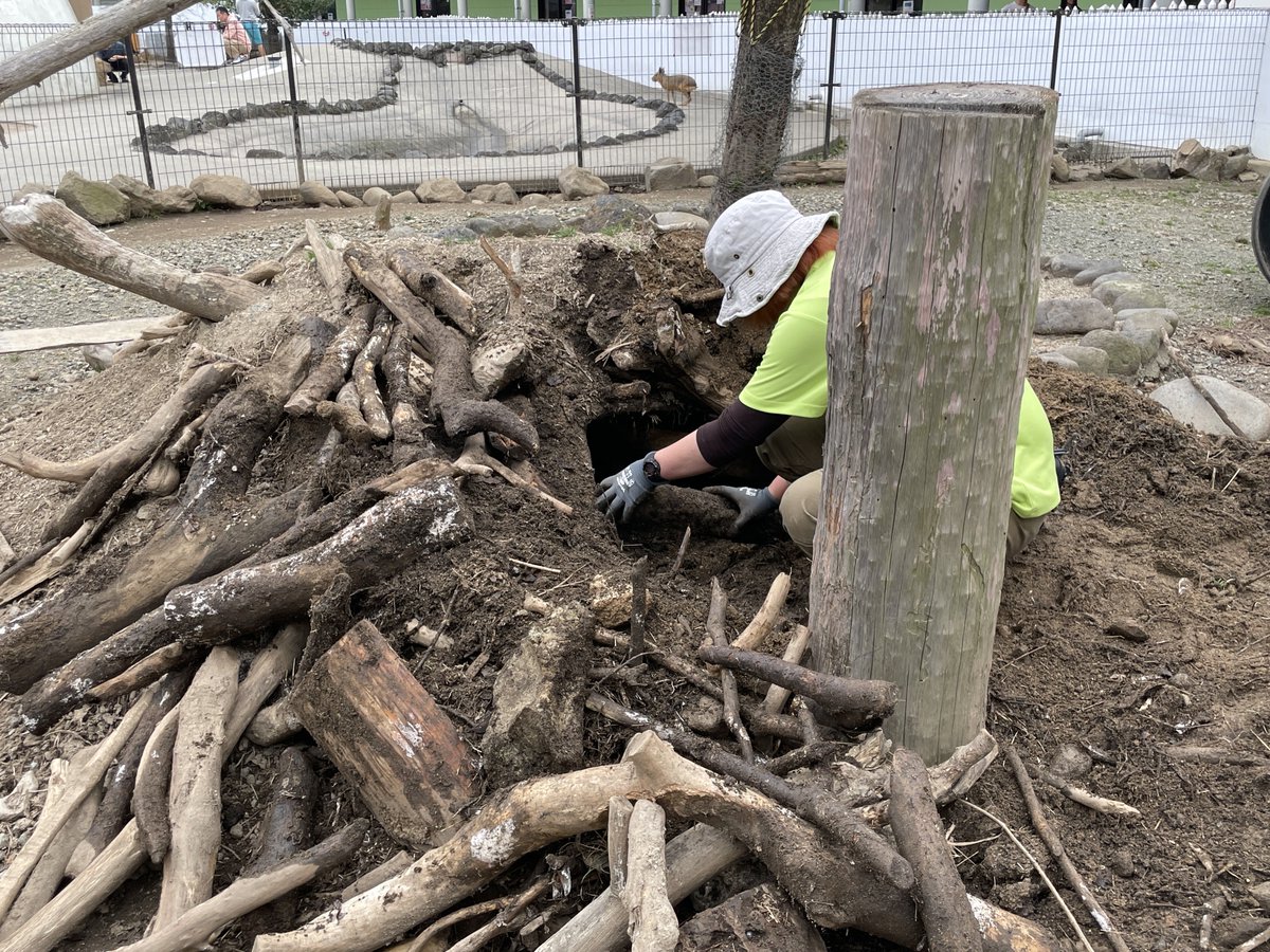 まぴこ tweet media