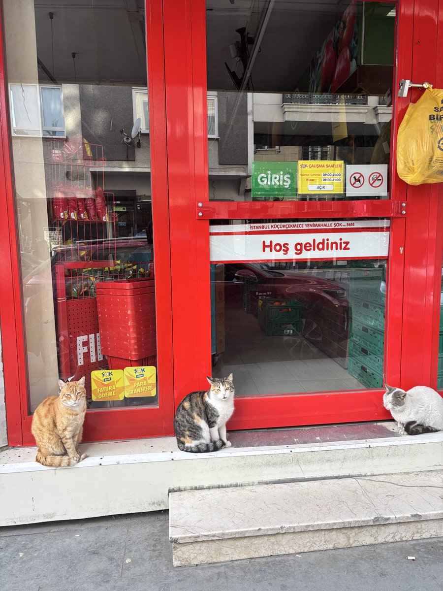 Aslı🇹🇷 tweet media