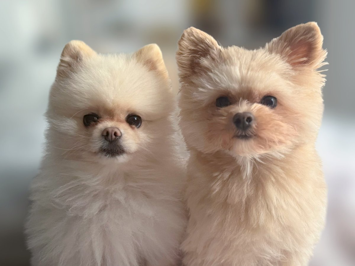 hoshi💫 tweet media