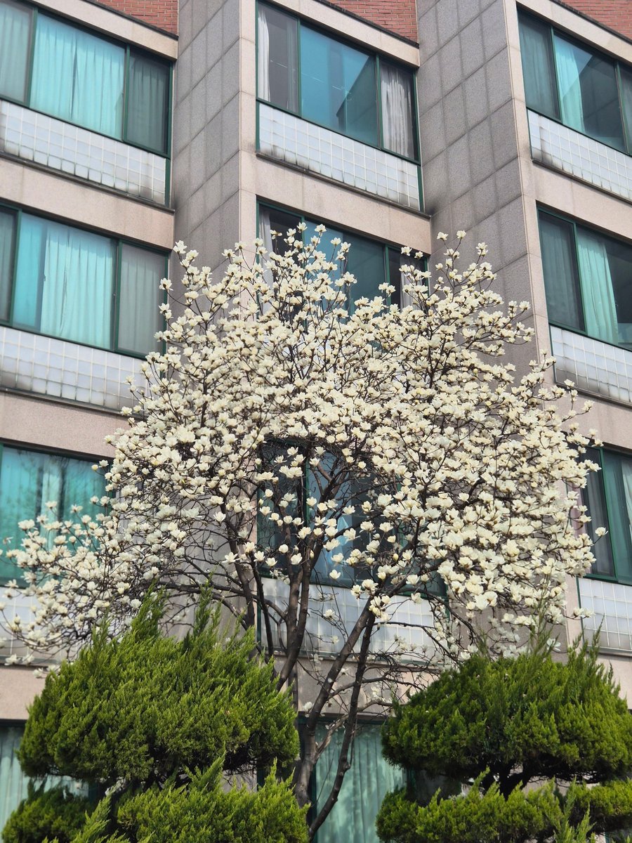 1나도 안 궁금하시겠지만
저는 벚꽃을 끝장나게 즐긴 죄로
중간고사를 말아먹을 예정이라는 근황을 전하며...
갤러리를 한 번 털어봤읍니다