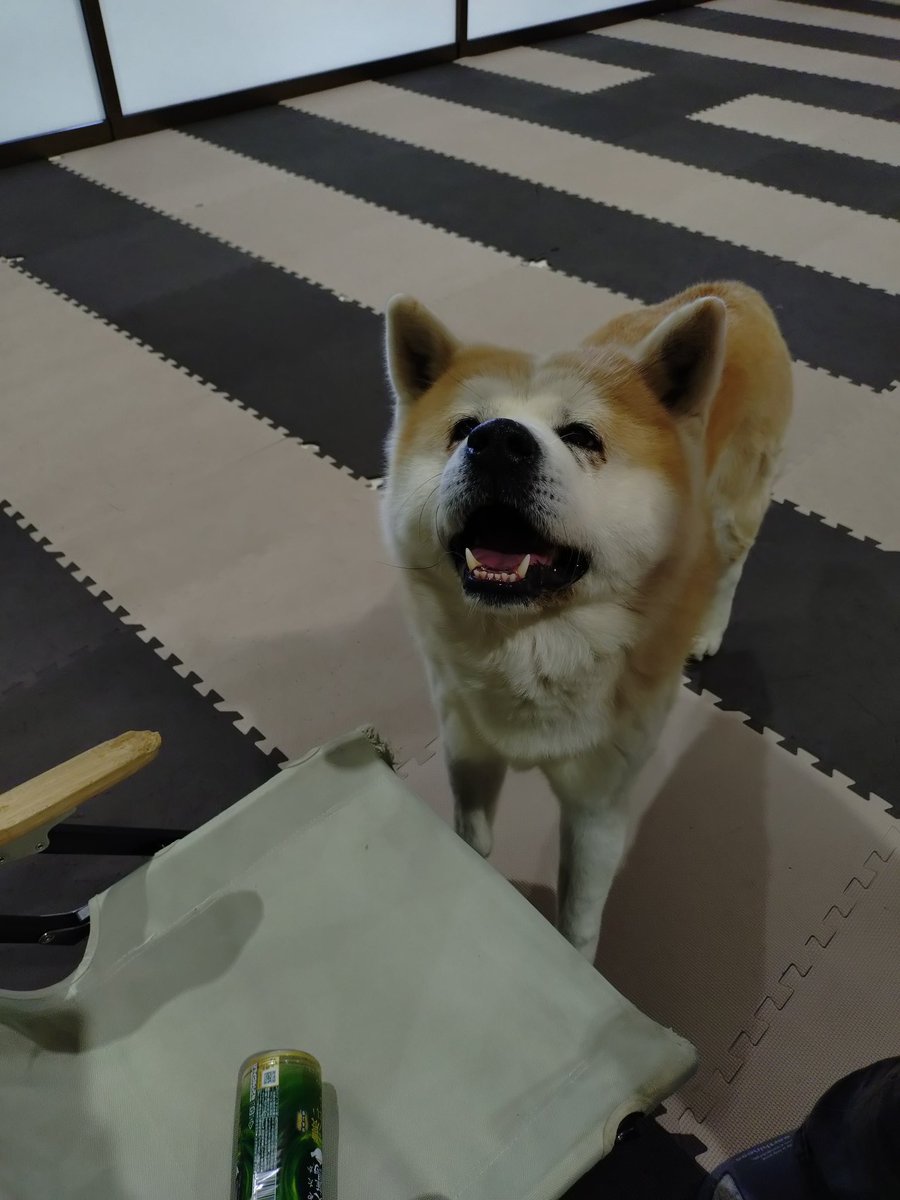 秋田犬の里【公式】 tweet media