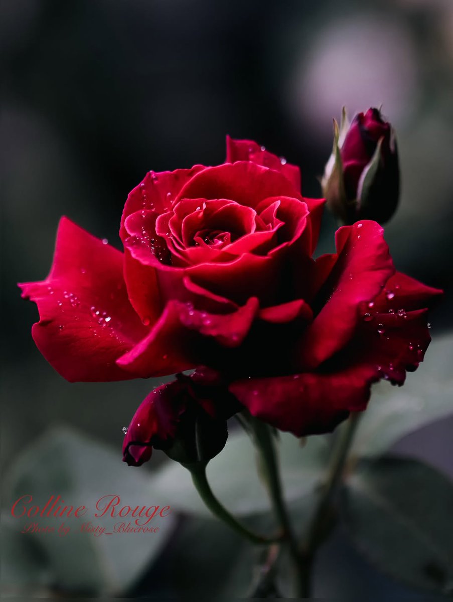 ♡ 💕♡¸.•𝑨𝒏𝒈𝒆𝒍•.¸♡ 💕♡ tweet media