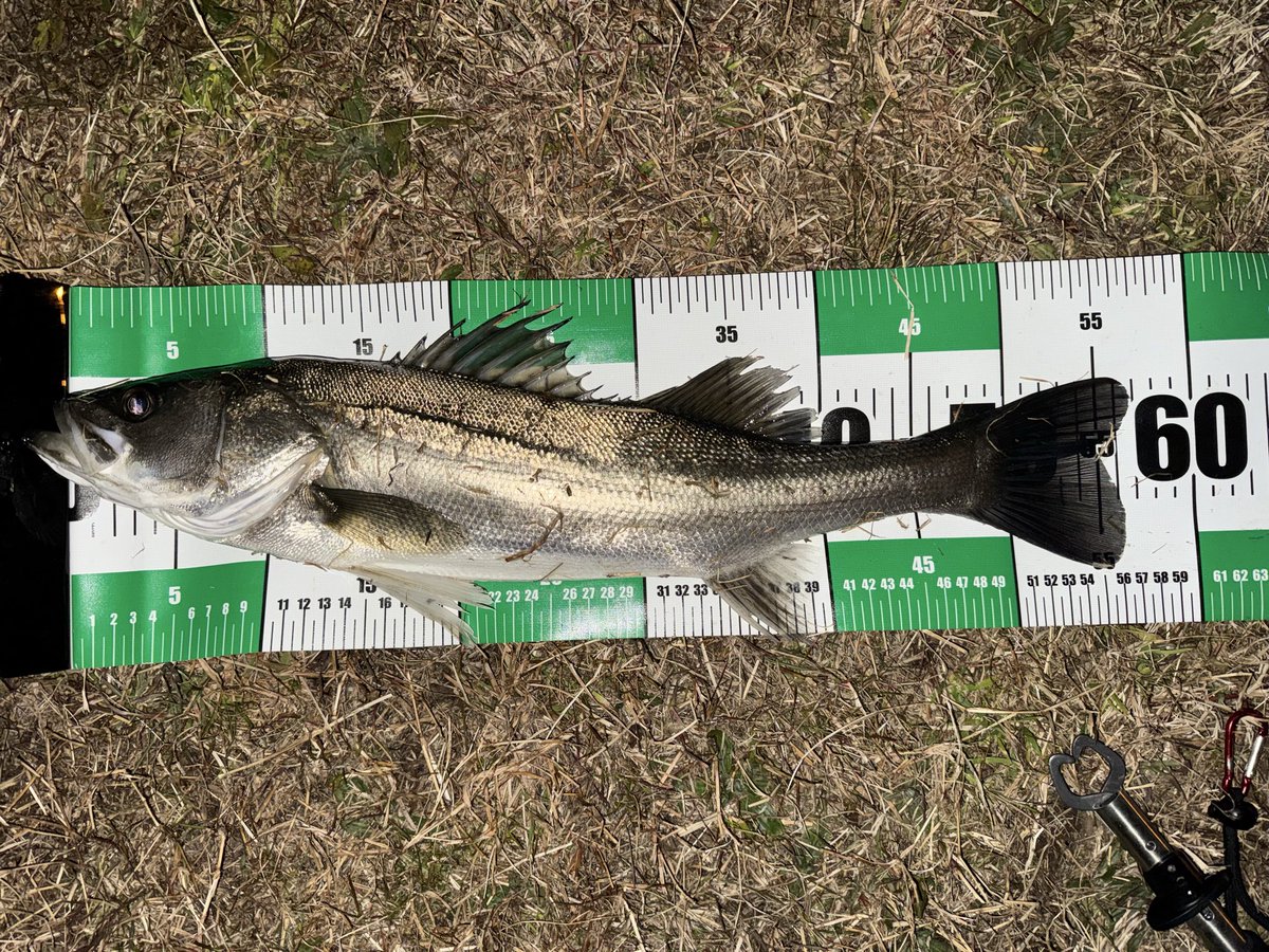 湾奥アングラー tweet media