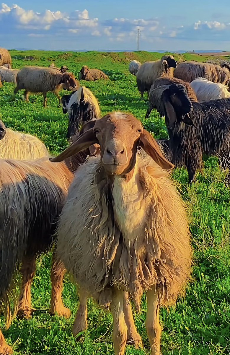 Munther Alaskry tweet media