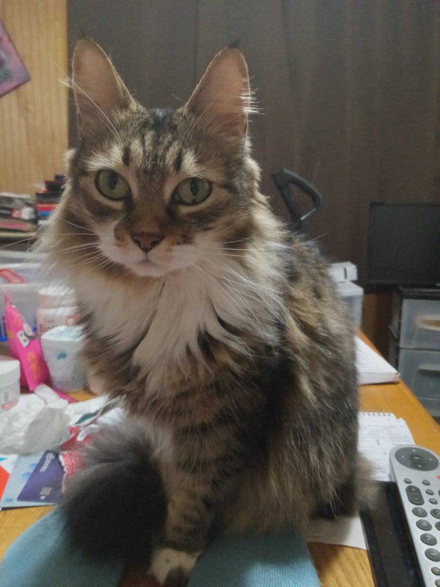 Bella Donna tweet media