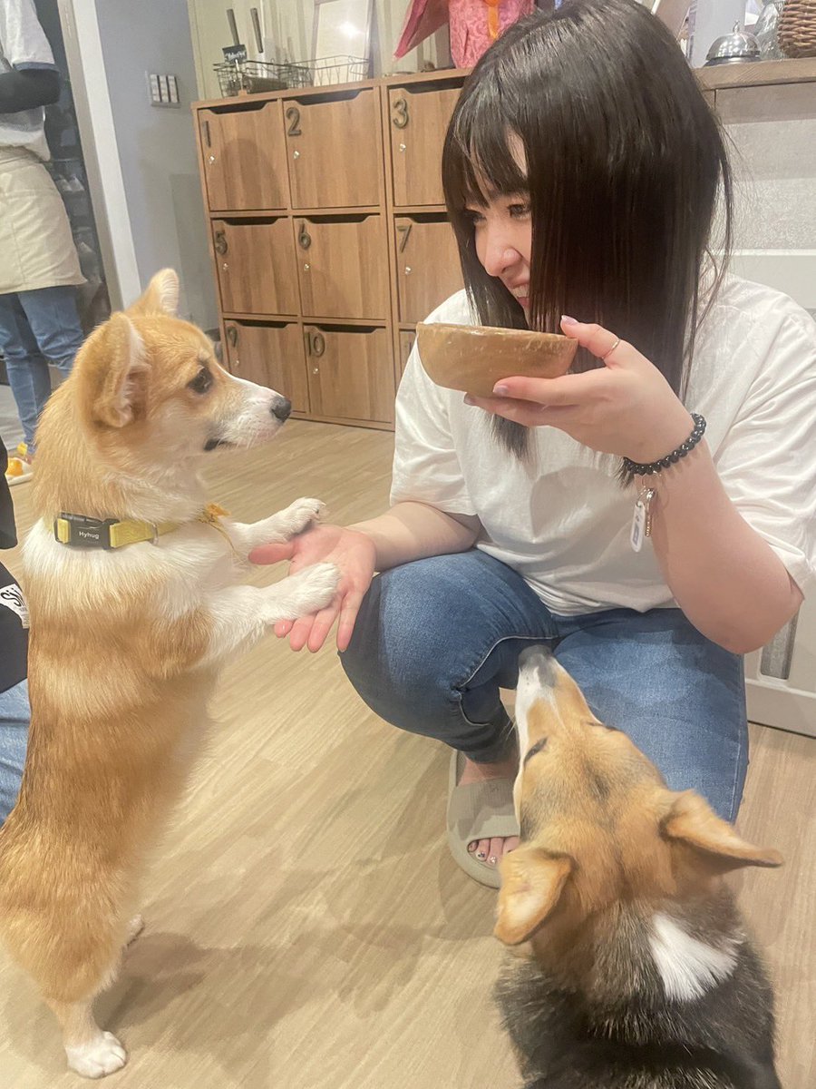 今日は五反田で龍の1枚ですぁ🐲🀄️

毎日麻雀打ててはっぴーすぎるよ。

あさかちゃんと酒寄と行った名古屋のコーギーワールドほんまに天国だったなあ。犬のおやつを持てばコーギー達からモテモテになれる天国。
肉球がやわらかくて最高🐾