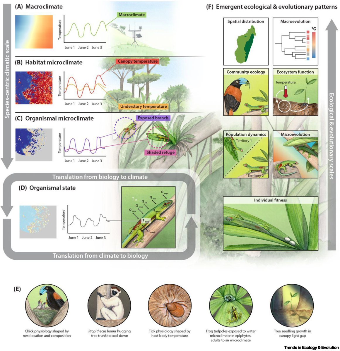 manuelacasasoli's tweet image. "Climate’s fingerprint on #ecology and #evolution is pervasive, yet the identification of causal relationships between #climate and eco–evo dynamics remains evasive."

A review synthesizes "knowledge from micrometeorology, physiology, and landscape ecology to develop a framework