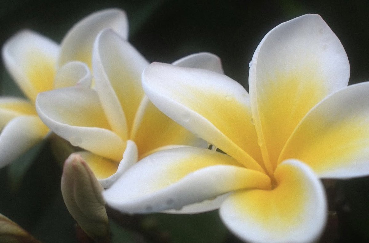 hourly bang chan tweet media