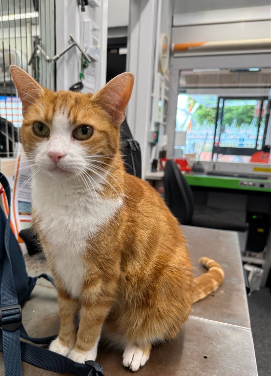 George The Stourbridge Junction Station Cat tweet media