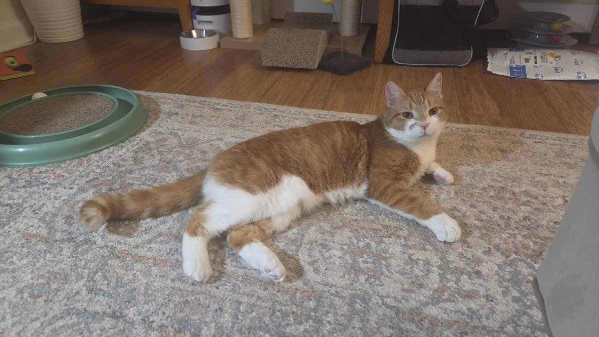 🐯🌸 tweet media