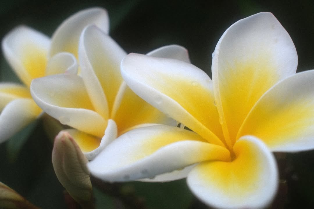 ํฌ๋ฆฌ์ค tweet media