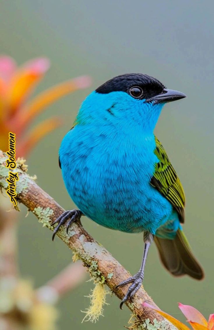 vivaneil (@vivaneil1234) on Twitter photo 