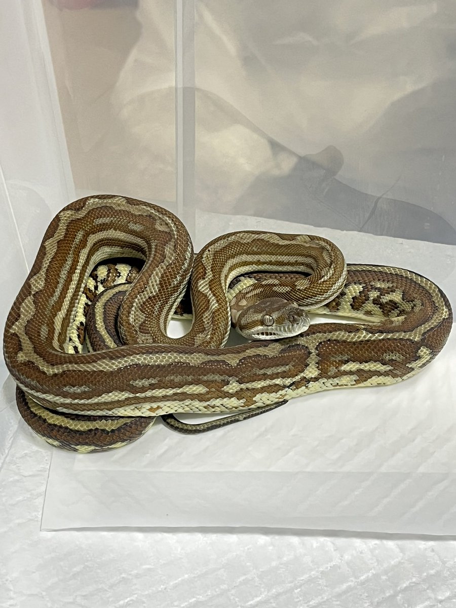 Mikage Pythons tweet media