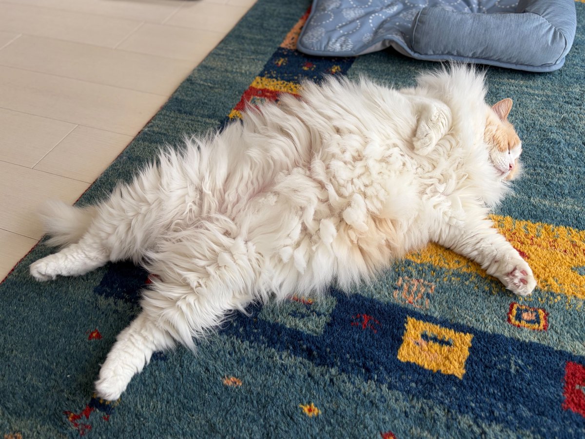 るいにゃ tweet media