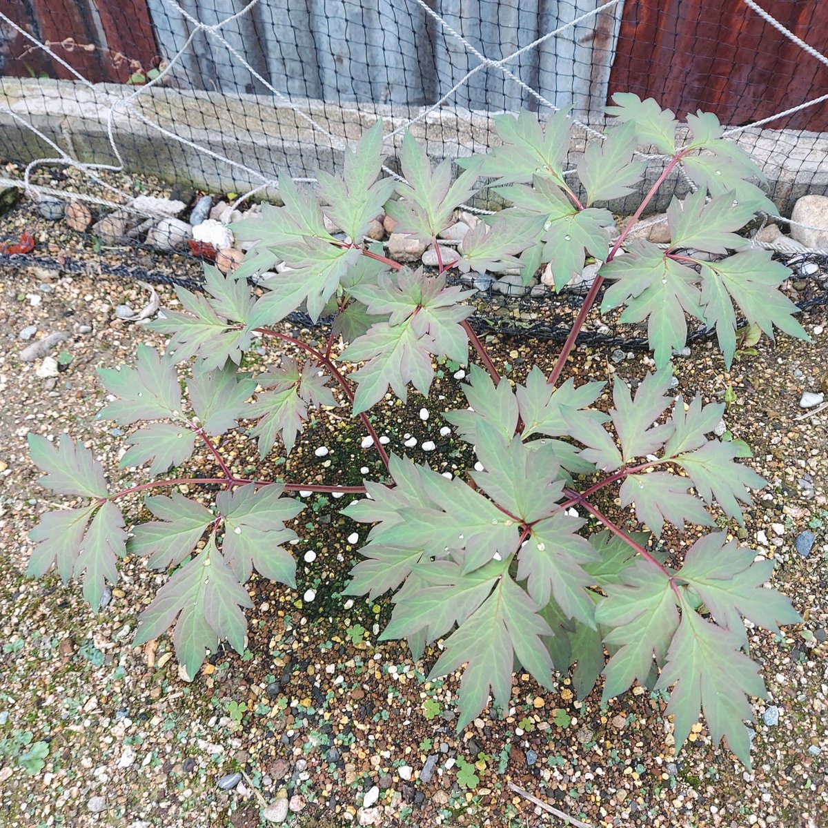 居残り労働者 tweet media