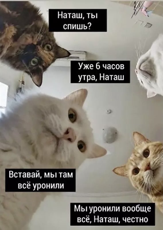 yan__kit's tweet photo. @deadmarco5 Наташ, ты спишь?
Уже 6 часов утра, Наташ 
Вставай, мы там всё уронили
Мы уронили вообще всё, Наташ, честно https://t.co/3mj0r65PHt