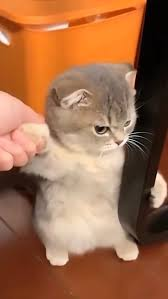 Lillie Kirisame ⚝Commissions Open⚝💛 tweet media