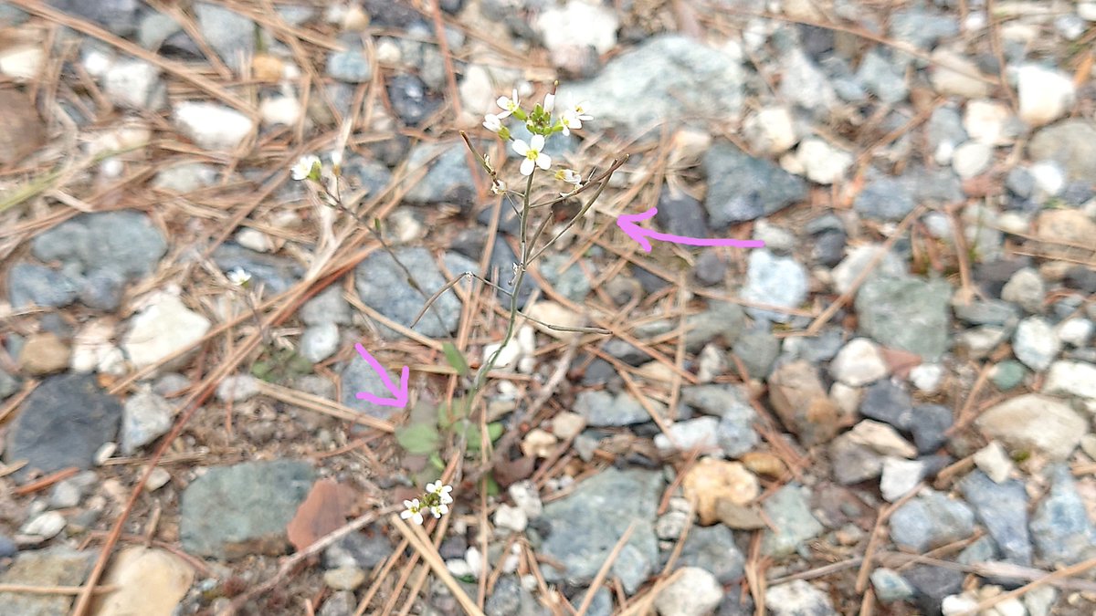 🐸カエル日記🐸 by Yumiko tweet media
