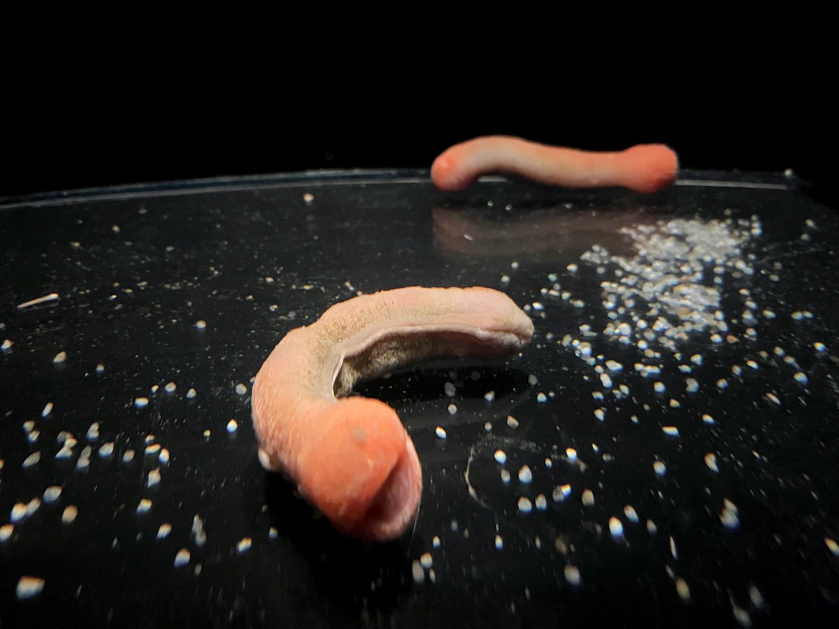 な(ぽ)🐶 tweet media