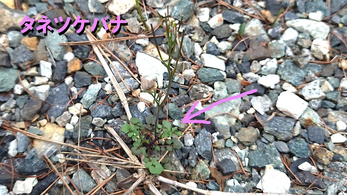 🐸カエル日記🐸 by Yumiko tweet media