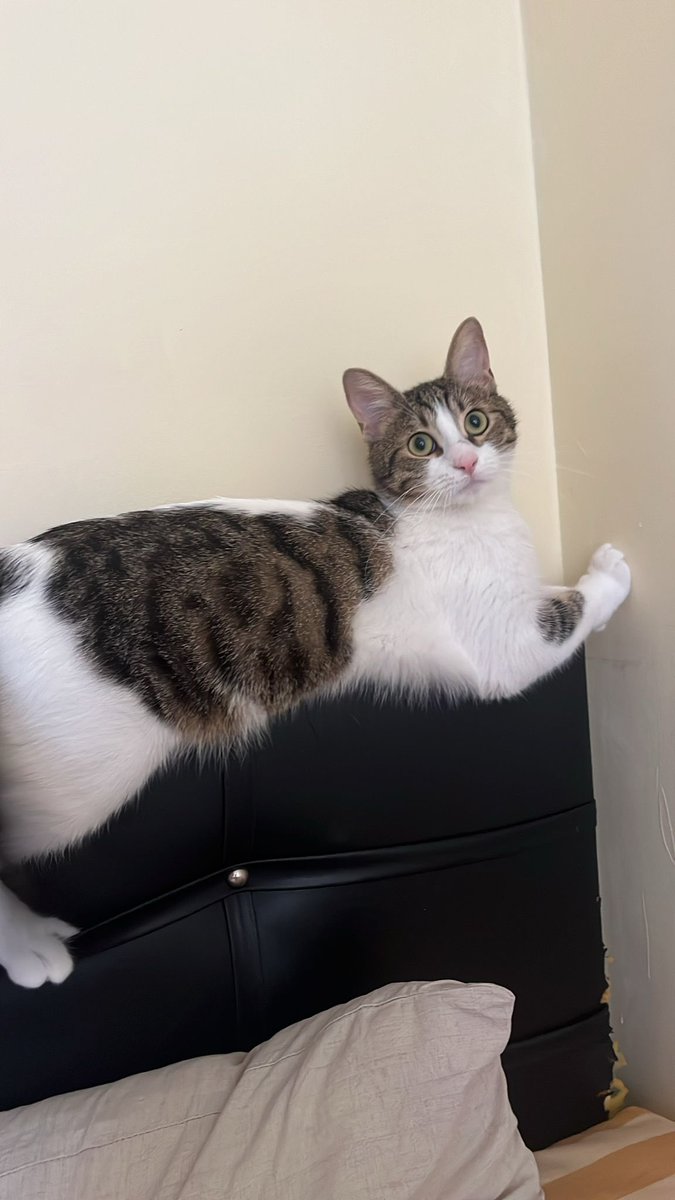 Pitperest tweet media