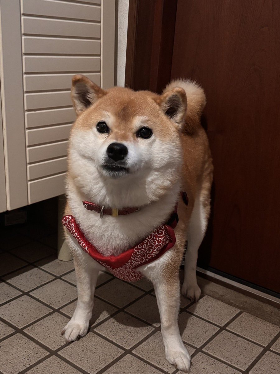 柴犬いち tweet media