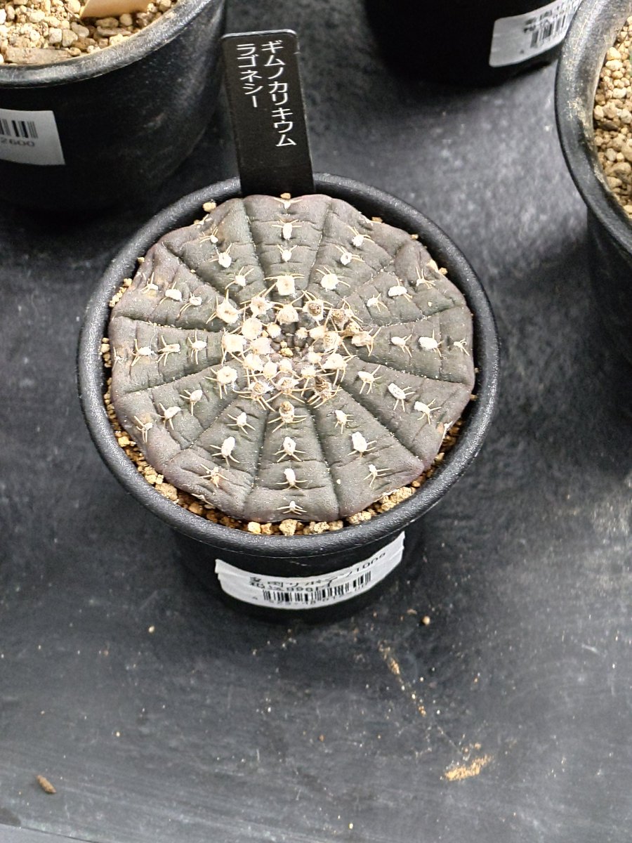 えっちピクチャいいねbot tweet media