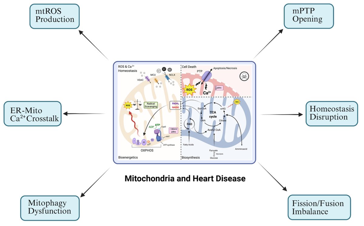 dhlin2007's tweet photo. Mitochondria in Cardiac Disease: Mechanisms, Therapeutic Targets, and Clinical Progress https://t.co/gIKKMFfzhL https://t.co/1SZI7F2gpu