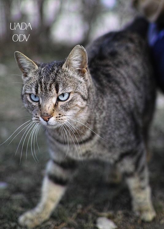 pattyfra1's tweet image. Ai gatti non piacciono molto i cambiamenti, soprattutto se non sono stati decisi da loro.

🖌️🐈‍⬛ Roger Caras
#catlovers