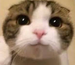 myn_tasted's tweet image. CPAこれから入る人で友達紹介制度使いたい人リプかDMください！
学籍番号教えるので！
新宿校ならお互いに2万円ずつはいるのでぜひ！
#CPA
#cpa会計学院
#cpa会計学院友達紹介
#cpa会計学院新宿校