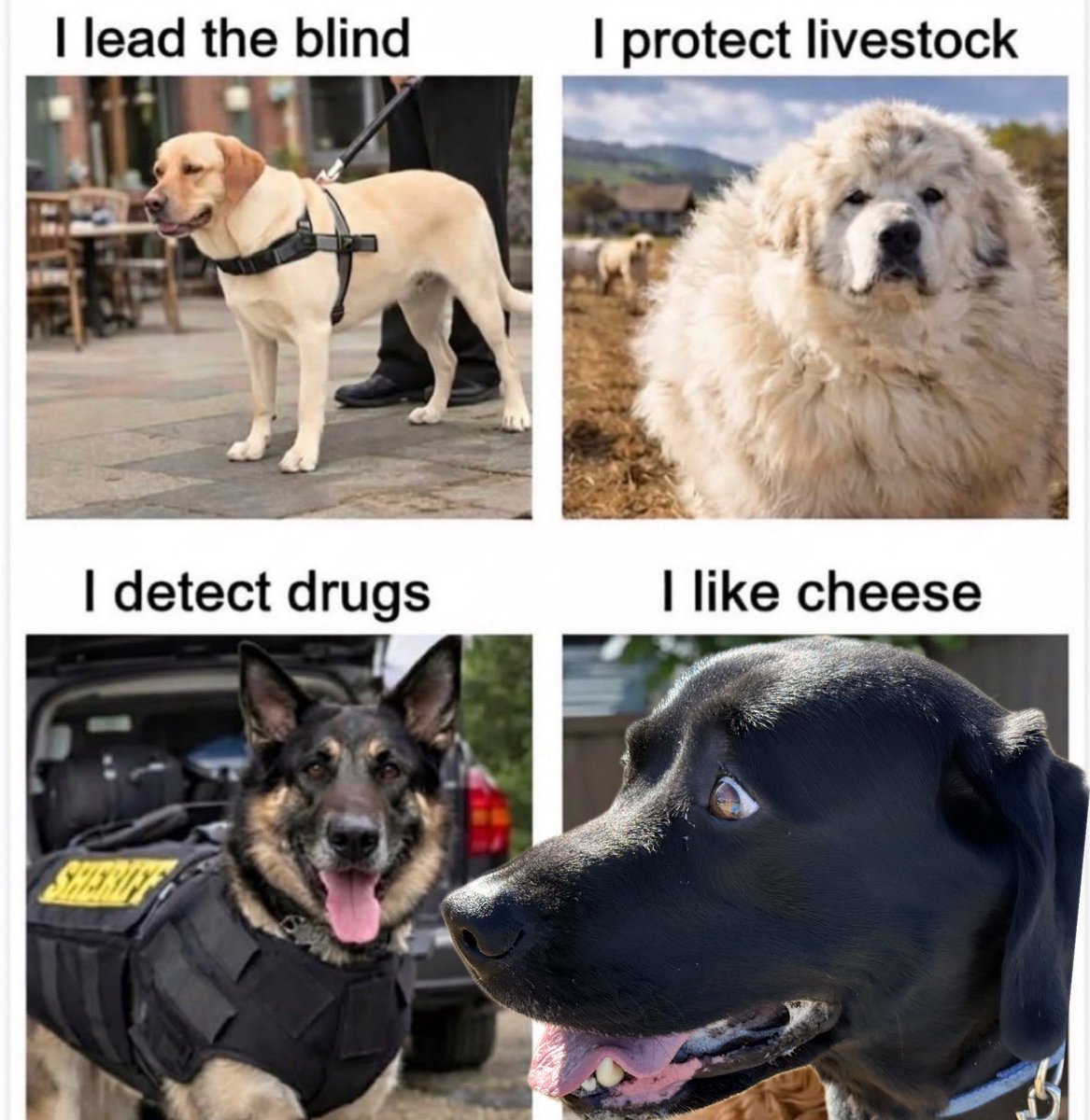 Jake72545474's tweet image. Just a funny post with Jake added in. 
🇨🇦 #LABRADORRETRIEVER #Calgary