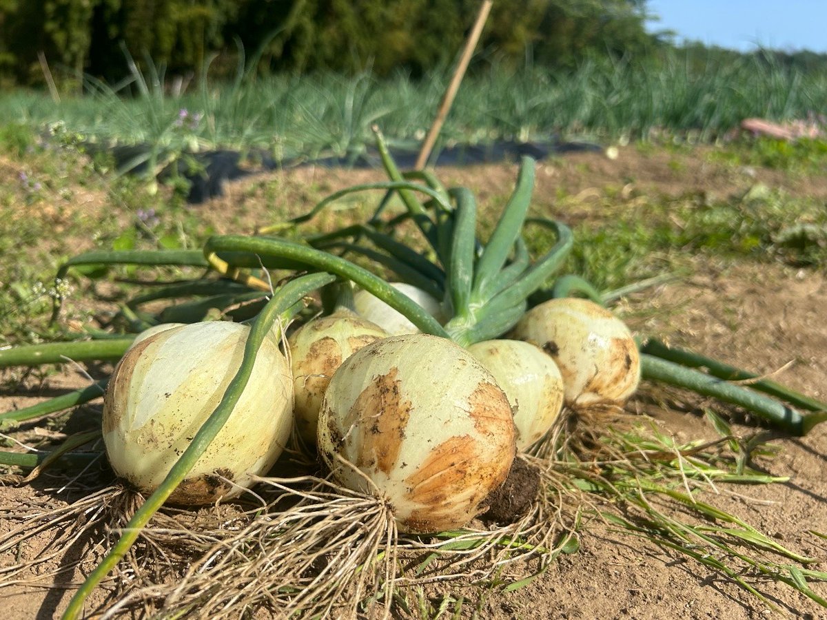 水戸ホーリーホック tweet media