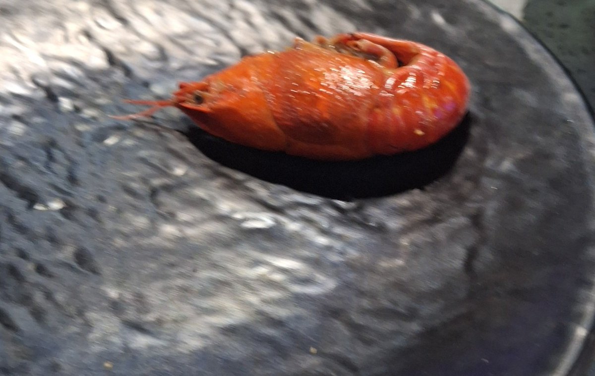 Akari Rini 🌐⭐ tweet media