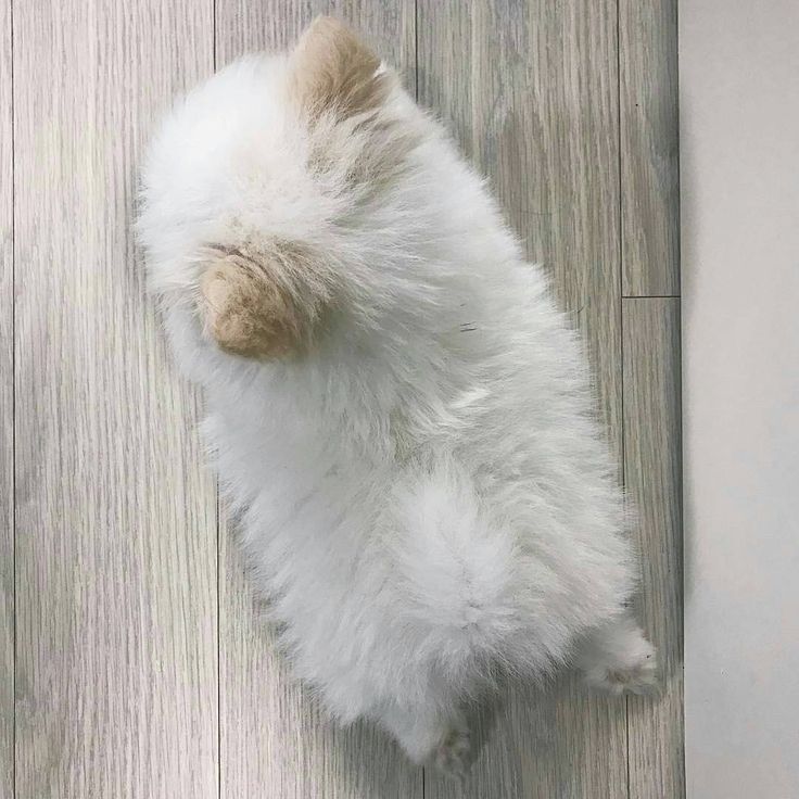 나루(🐺🌕) tweet media