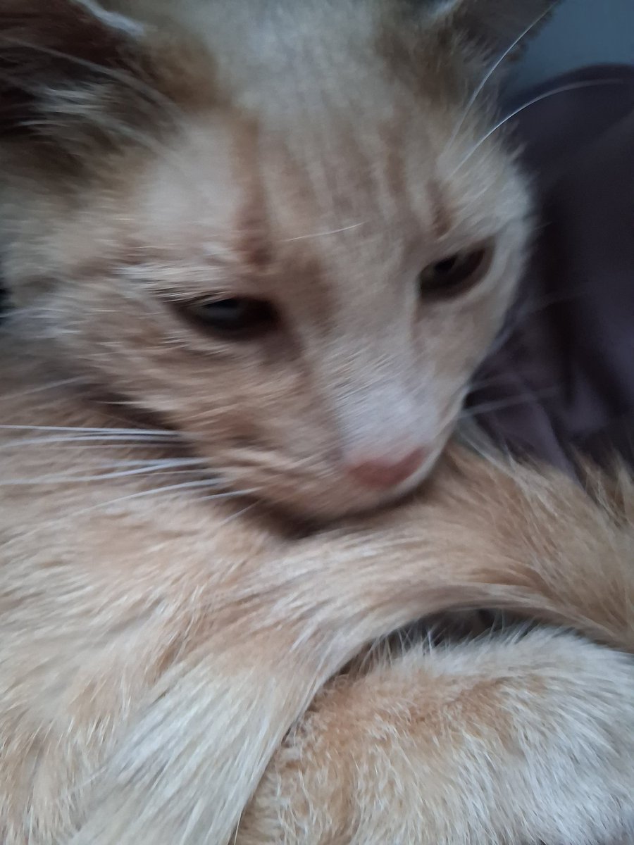 Atlas🧠☎️ tweet media