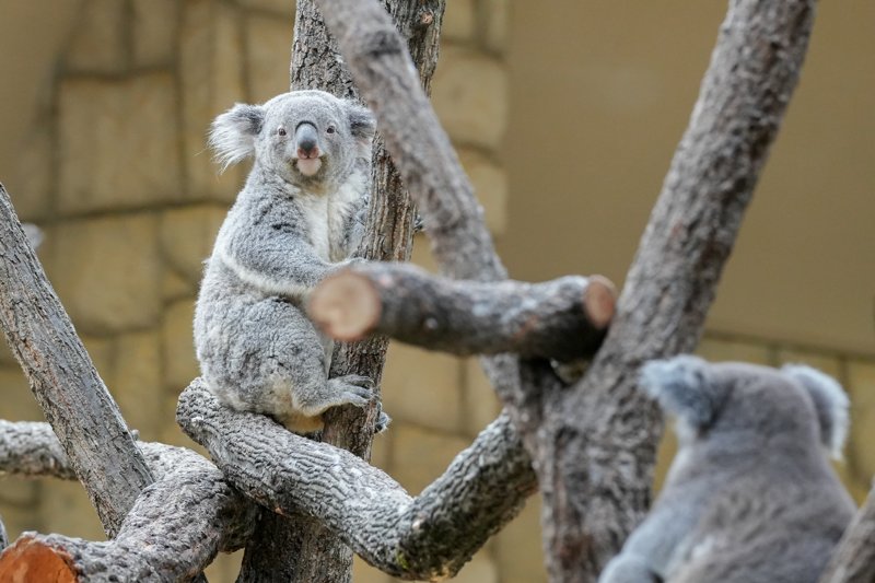 ContextKoalasJP's tweet image. #koala