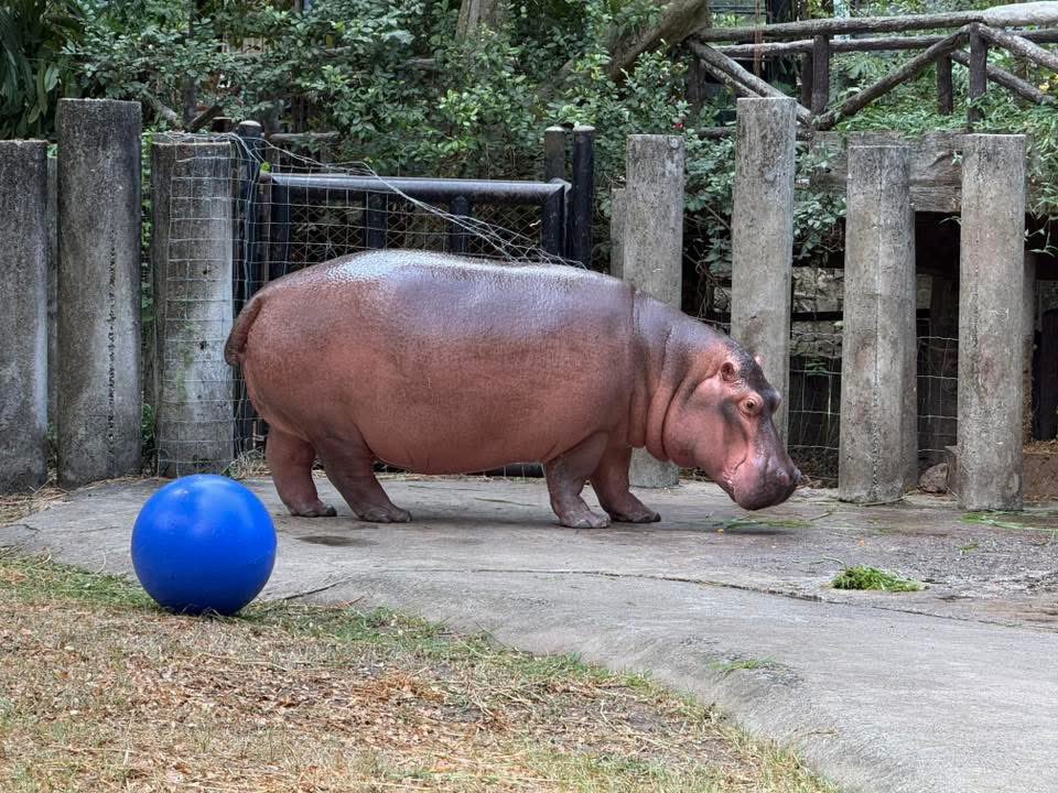 and_khamoo's tweet image. ลูกบอลดูเล็กไปเลย 🦛🤣 #hippo #PygmyHippo #ขาหมูแอนด์เดอะแก๊ง #หมูเด้งเด้งกี่โมง #Moodeng #พี่ขาหมู #สวนสัตว์เปิดเขาเขียว