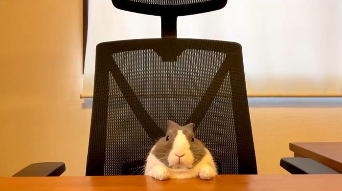 horse dentist tweet media