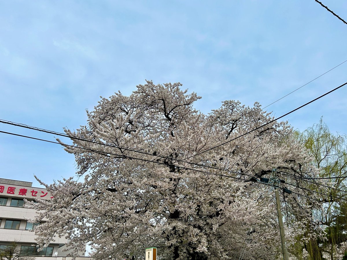 松本哲也公式アカウント tweet media