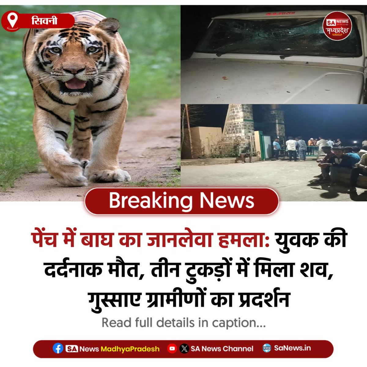 SAnewsMP's tweet image. सिवनी | पेंच नेशनल पार्क में टाइगर अटैक से युवक की मौत।
तीन हिस्सों में मिला शव, जमतरा गेट पर ग्रामीणों का हंगामा।
वन विभाग की लापरवाही पर उठे सवाल।
#Seoni 
#TigerAttack  #SanewsMadhyaPradesh