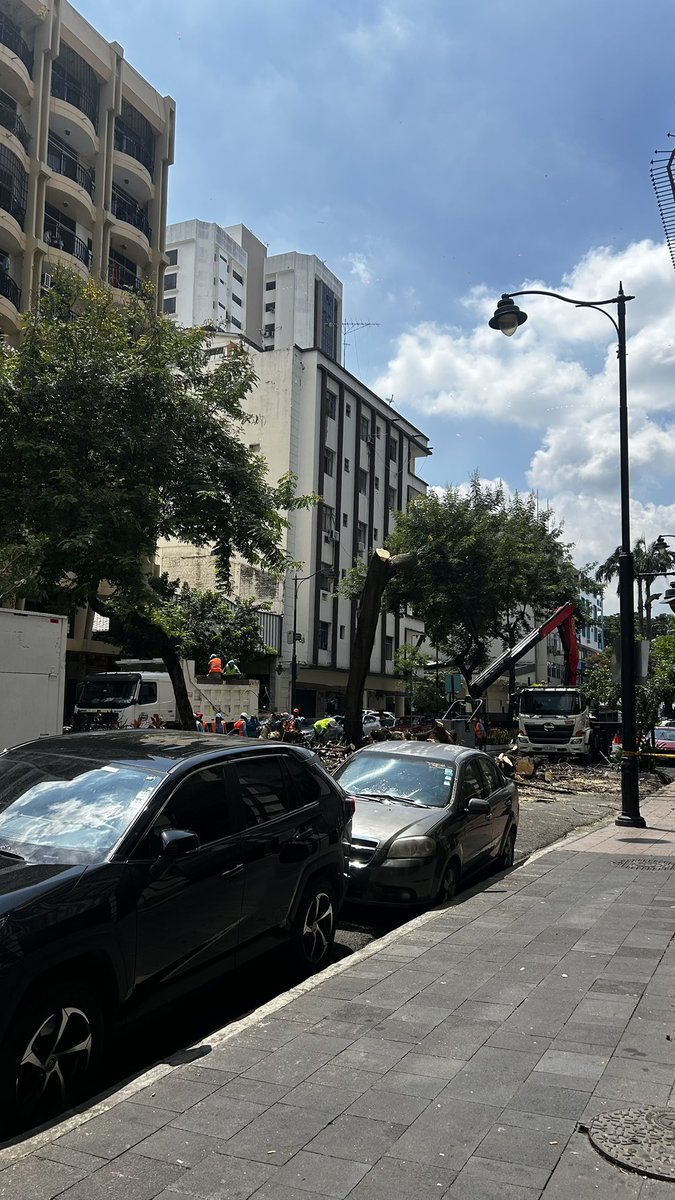 Estamos que nos morimos de calor y las decisiones que se toman son cortar árboles? En serio no tienen lógica los que nos gobiernan. Ecuador y Guayaquil principalmente se merecen mejores administraciones