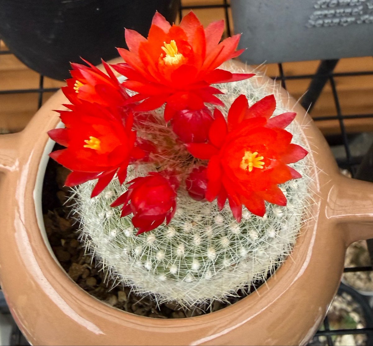 柴犬の見る夢 tweet media