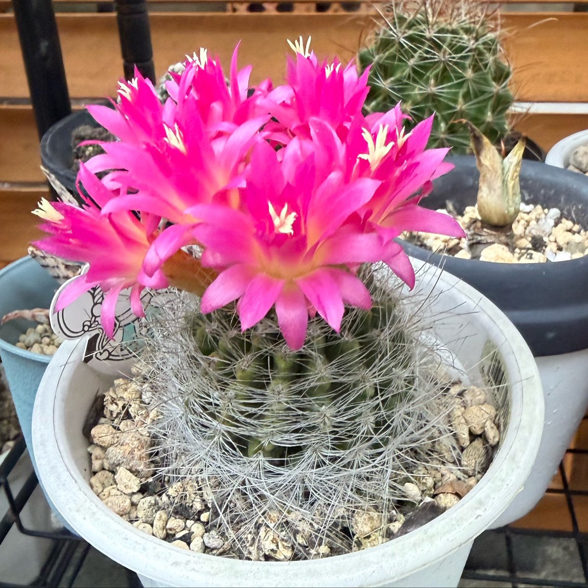 柴犬の見る夢 tweet media