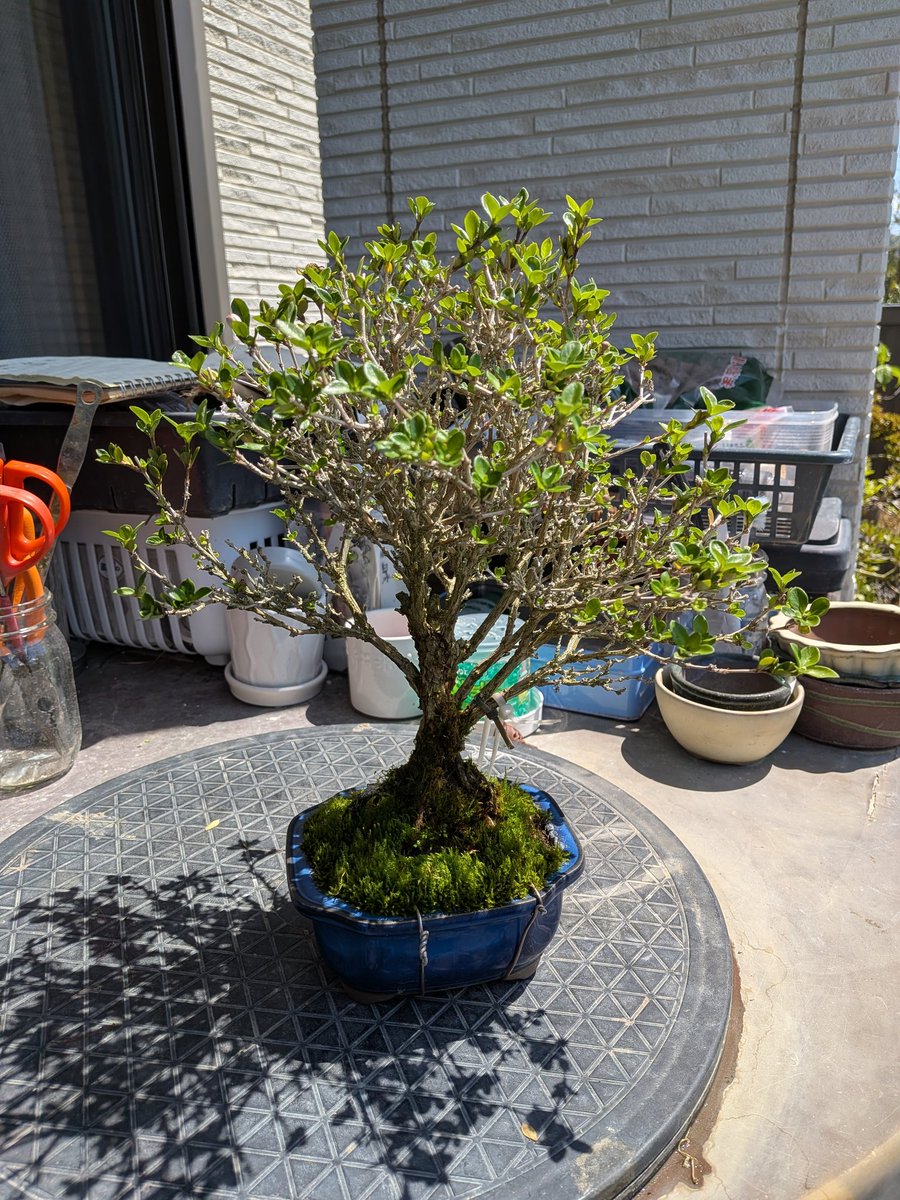 0y38KcxhlO4T0v8's tweet image. #盆栽
#八重白鳥花
盆栽始めたころホームセンターで買った1000円位の盆栽。
枯れず売らず…
よくここまで来たもんだ(*^^*)
寒さには弱い感じですがそれさえ気をつければ基本はタフな樹種だと思います。
定期的に花を咲かせてくれる優秀な子です
#BONSAI　#白鳥花