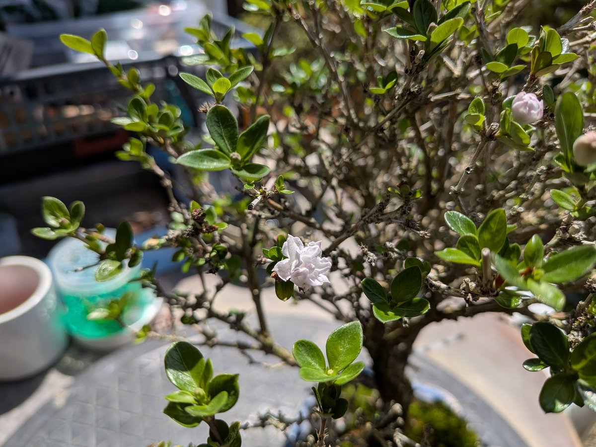 0y38KcxhlO4T0v8's tweet image. #盆栽
#八重白鳥花
盆栽始めたころホームセンターで買った1000円位の盆栽。
枯れず売らず…
よくここまで来たもんだ(*^^*)
寒さには弱い感じですがそれさえ気をつければ基本はタフな樹種だと思います。
定期的に花を咲かせてくれる優秀な子です
#BONSAI　#白鳥花