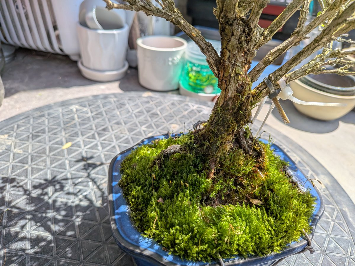 0y38KcxhlO4T0v8's tweet image. #盆栽
#八重白鳥花
盆栽始めたころホームセンターで買った1000円位の盆栽。
枯れず売らず…
よくここまで来たもんだ(*^^*)
寒さには弱い感じですがそれさえ気をつければ基本はタフな樹種だと思います。
定期的に花を咲かせてくれる優秀な子です
#BONSAI　#白鳥花